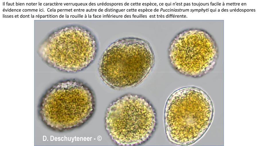 Melampsorella symphyti